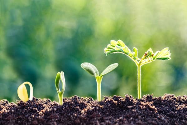 plant beginning to grow